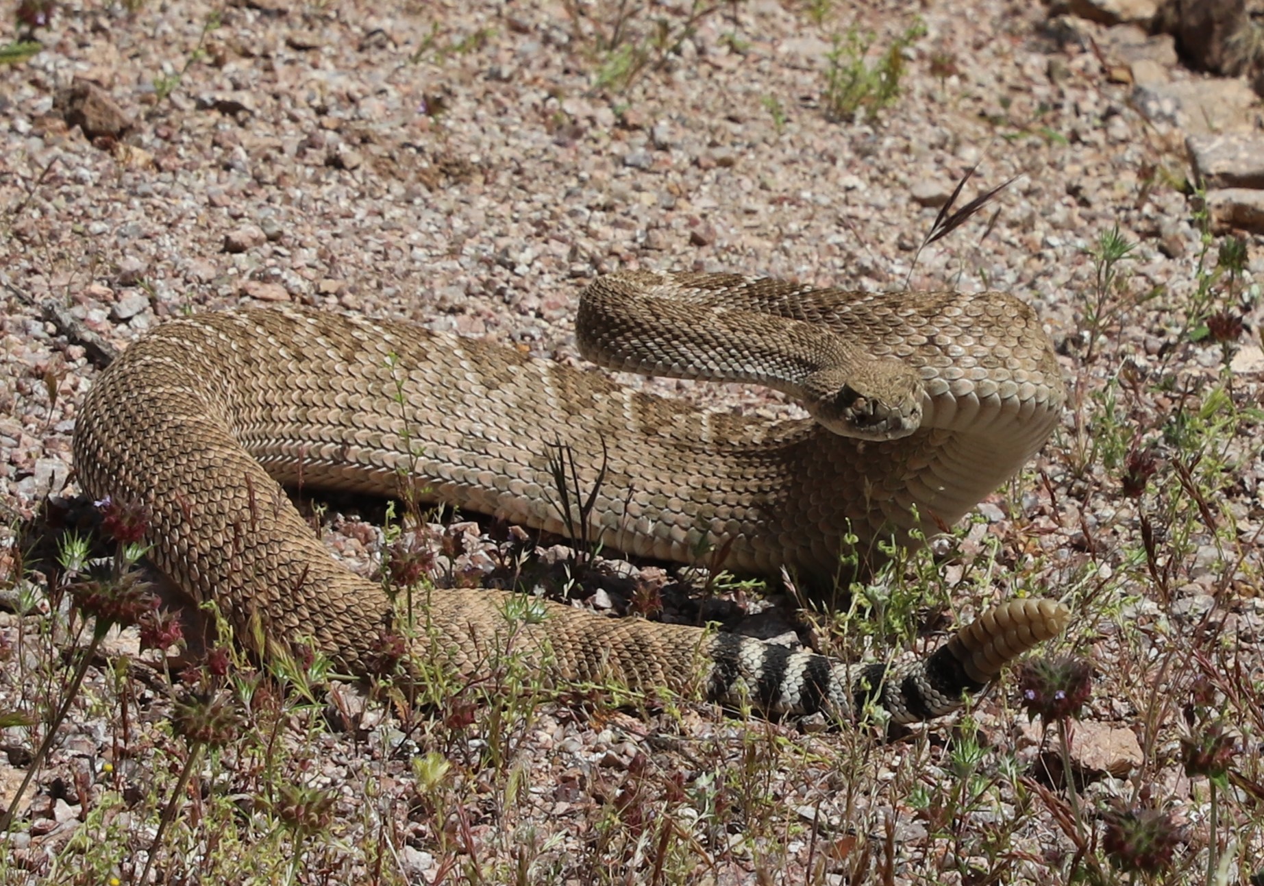 A rattlesnake coiled on rocky ground, displaying its distinctive diamond-patterned scales. The snake's head is raised and turned towards the camera, revealing its alert eyes and flickering tongue. Sparse green vegetation is scattered in the foreground.